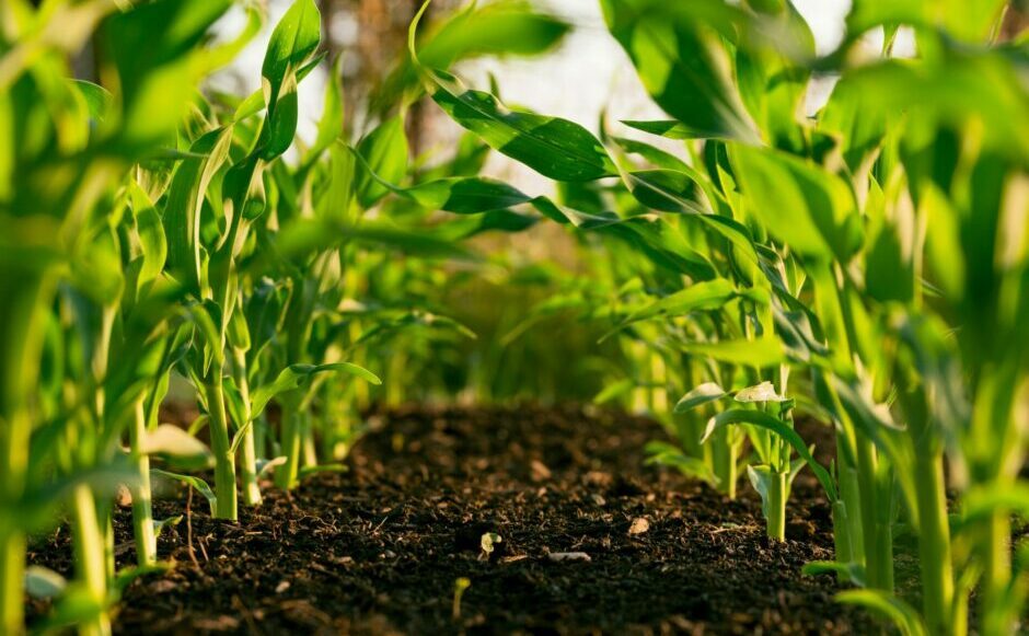 India: Omnivore partner steps down to join climate venture builder